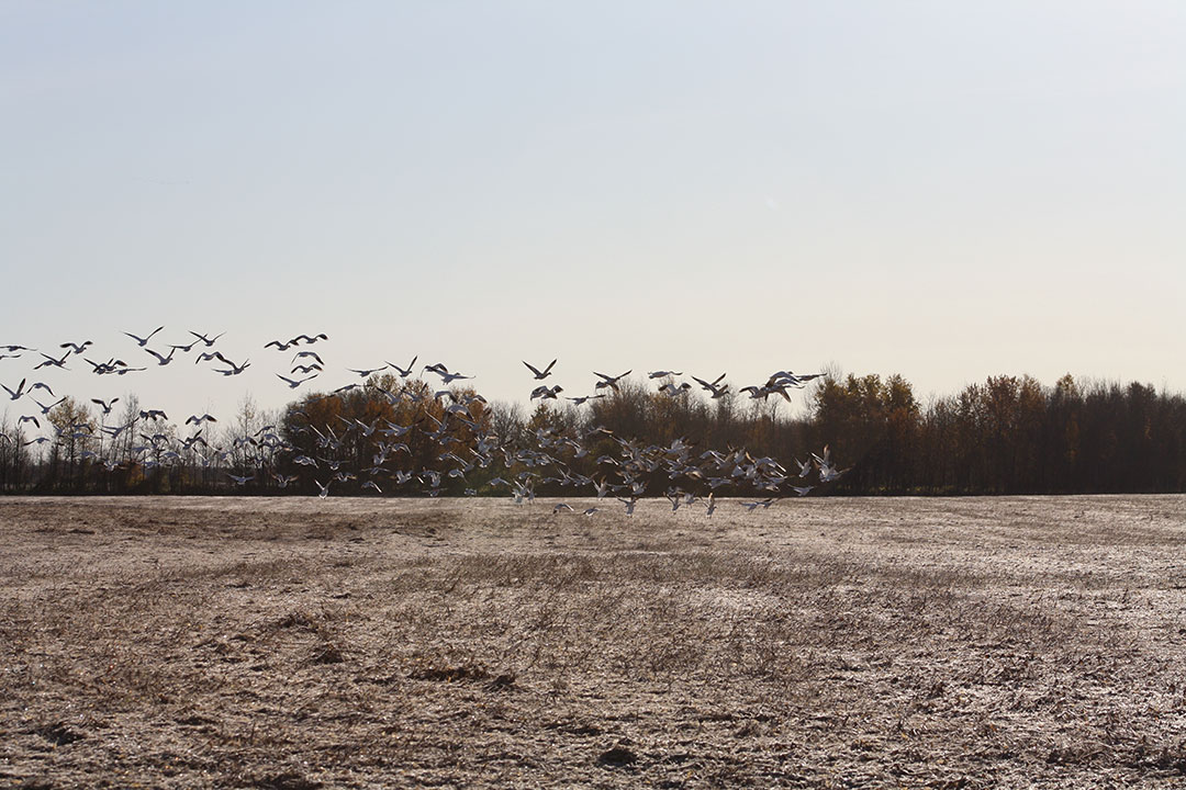 Alberta Goose Outfitters Waterfowl Hunting & Guiding